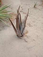 Aloe vera