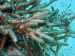 Hicksonella princeps