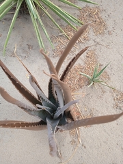 Aloe vera
