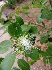 Cynophalla