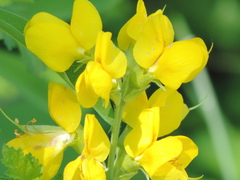 Thermopsis montana