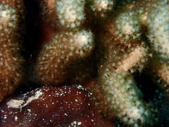 Hicksonella princeps