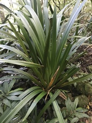 Helmholtzia glaberrima