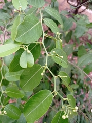 Cynophalla