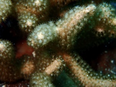 Hicksonella princeps