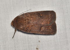 Proteuxoa hypochalchis