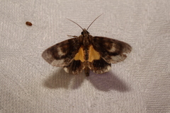 Zalissa catocalina