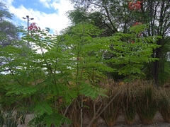 Caesalpinia pulcherrima