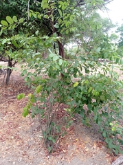 Cynophalla