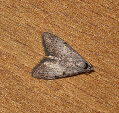 Nola pleurosema
