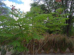 Caesalpinia pulcherrima