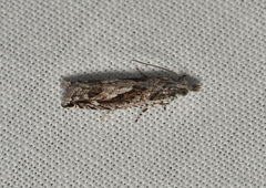 Holocola triangulana