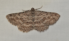 Psilosticha absorpta