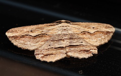 Euphronarcha luxaria