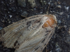 Chersotis deplanata