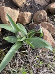 Ledebouria asperifolia