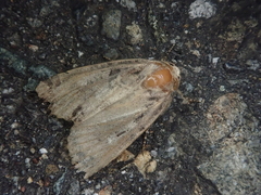 Chersotis deplanata