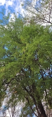 Prosopis