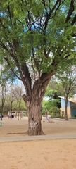 Prosopis