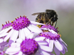 Bombus terrestris canariensis