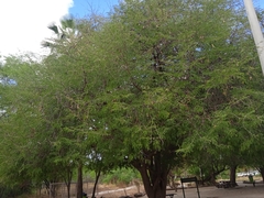 Tamarindus indica