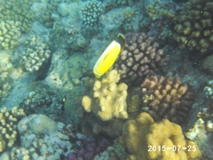 Chaetodon austriacus