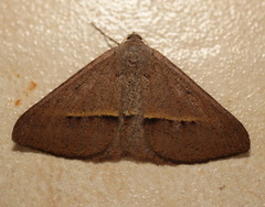 Isturgia penthearia