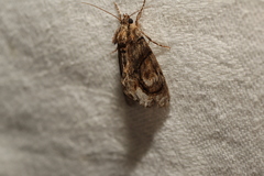 Zalissa catocalina