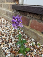 Nemesia caerulea