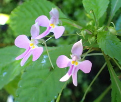 Impatiens hochstetteri