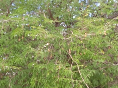Tamarindus indica