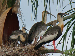 Theristicus caudatus