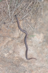 Duberria lutrix