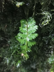Hymenophyllum pectinatum
