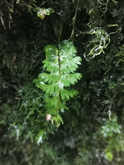 Hymenophyllum pectinatum