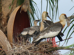 Theristicus caudatus