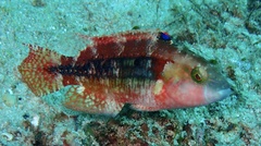 Oxycheilinus bimaculatus