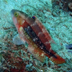 Oxycheilinus bimaculatus