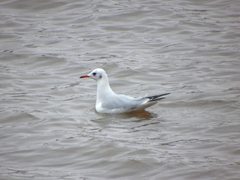 Chroicocephalus ridibundus