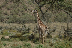 Giraffa camelopardalis tippelskirchi