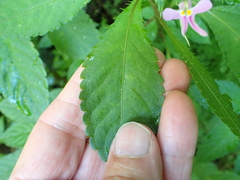 Impatiens hochstetteri