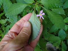 Impatiens hochstetteri