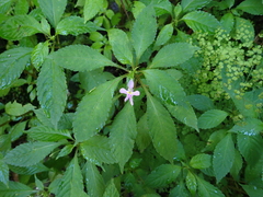 Impatiens hochstetteri