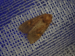 Amphipoea ussuriensis