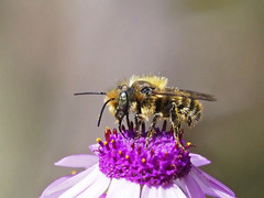 Osmia latreillei