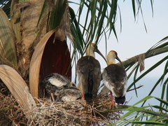 Theristicus caudatus