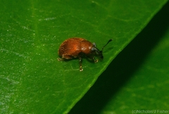 Curculioninae