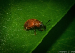 Curculioninae