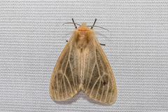 Lemyra