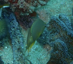 Pomacentrus amboinensis